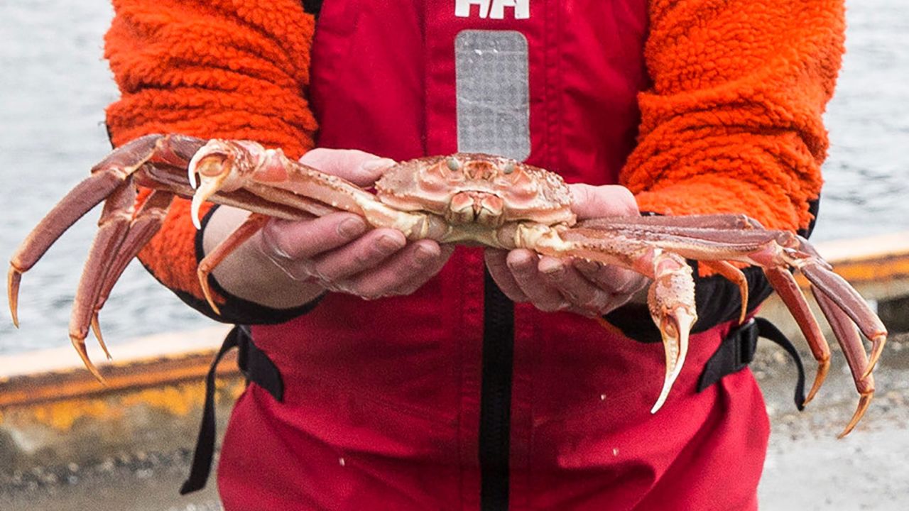 A fisherman in Norway holds a snow crab.
