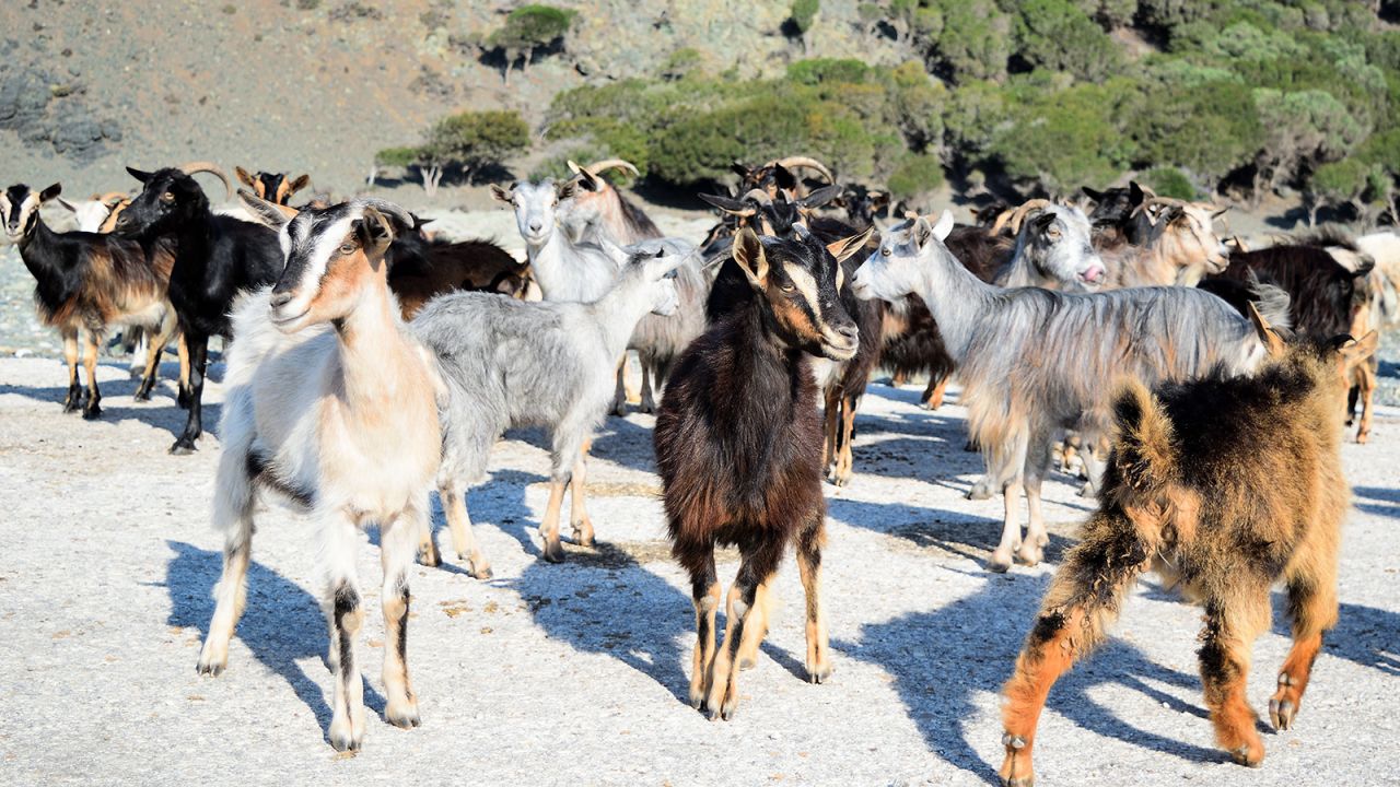 <strong>Goat island: </strong>It's known for its goats, which outnumber human residents.
