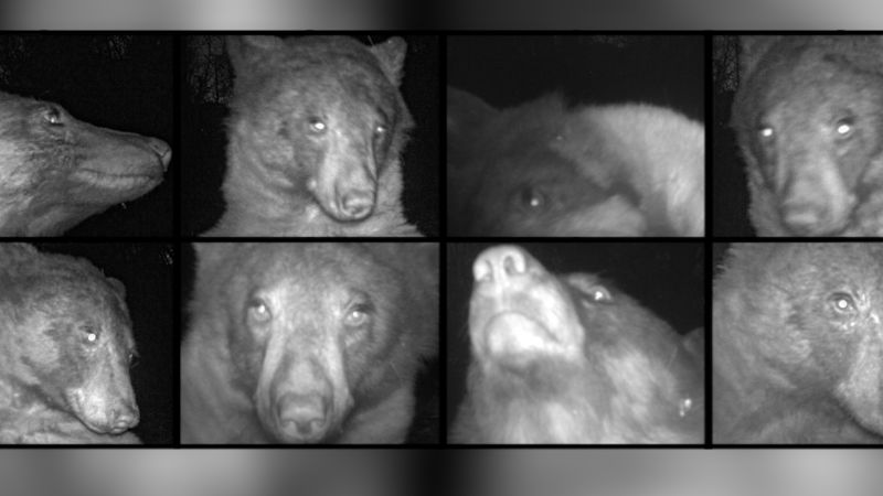 Video: Diva bear can’t stop taking selfies on wildlife cam | CNN