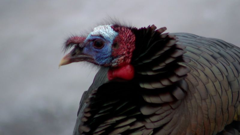 Neighbors Claim Terrorizing Turkey Is Literally Taking Over Our Life   230126130050 Turkey Close Up 