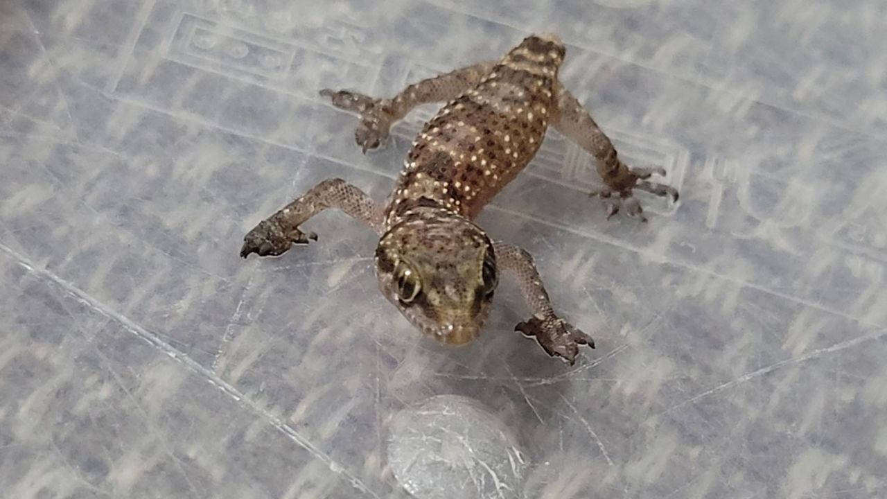 A supermarket shopper was surprised to discover a tiny gecko in a box of strawberries that had apparently hitched a ride all the way from Egypt to England.