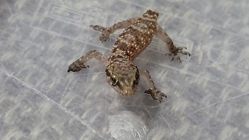 Stowaway gecko survives 3,000-mile voyage from Egypt to Manchester in a box of strawberries | CNN