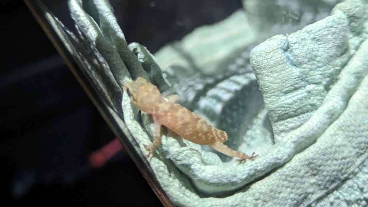 The tiny gecko is currently being cared for at an animal rescue.