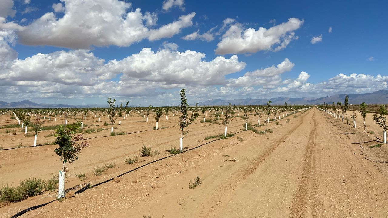 Fields of pistachio saplings extend for miles in the desert outside Kingman, Arizona, in September 2022.