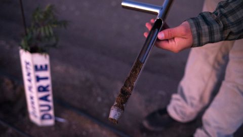 A farmer checks the moisture content of the soil in a field of young pistachio trees at Peacock Nuts in Kingman in 2019.