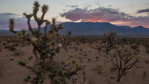 Joshua trees, many stressed and some dying, are seen in 2021 near Kingman as ecosystems are increasingly affected by worsening drought.