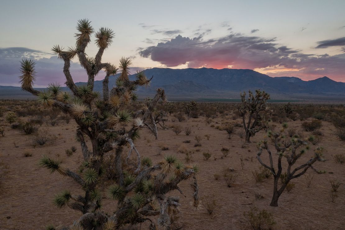Joshua trees, many stressed and some dying, are seen in 2021 near Kingman as ecosystems are increasingly affected by worsening drought.