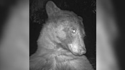 A black bear inadvertently took hundreds of "bear selfies" on a Boulder Open Space and Mountain Parks wildlife camera.
