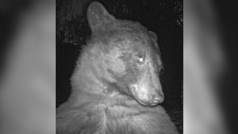 Colorado wildlife camera accidentally captures hundreds of adorable 'bear selfies' | CNN