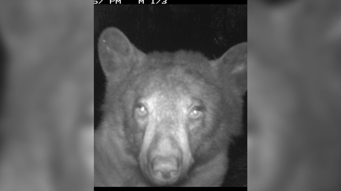 The bear diva took hundreds of selfies on a motion-activated wildlife camera.