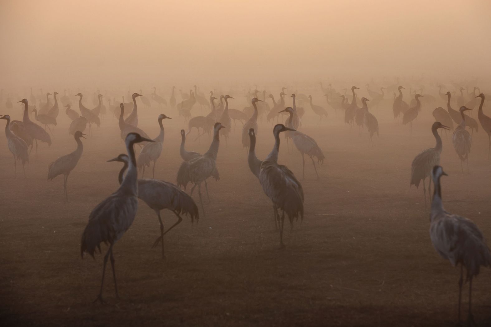 Thousands of cranes rest in Israel's Agamon Hula Lake area as part of their seasonal migration route from Europe to Africa on Thursday, January 26.