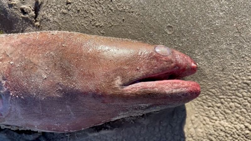 4-foot-long sea creature washes up on Texas beach, shocks researcher | CNN