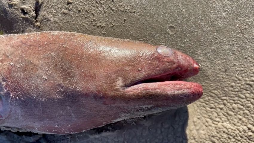 Massive American eel discovered