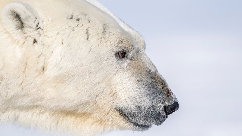 Dealing with the extremes as an Arctic photographer