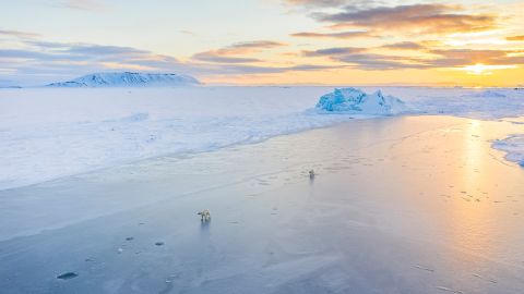 Two polar bears play on the ice in the Arctic.