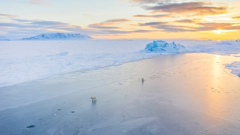 Deux ours polaires jouent sur la glace dans l'Arctique.