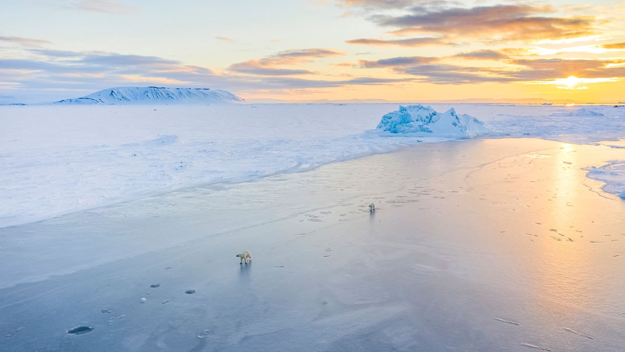 Two polar bears play on the ice in the Arctic.