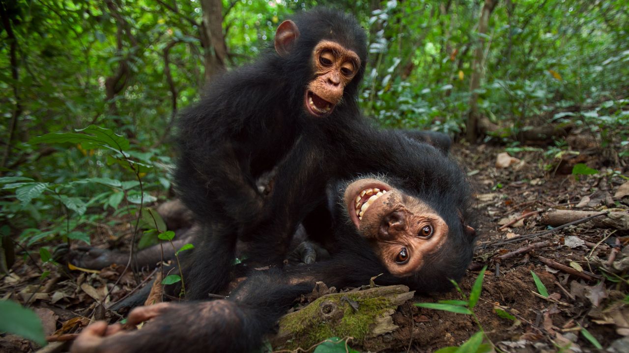 Adolescent chimpanzees showed more risk taking behavior than their adult counterparts, according to the study.