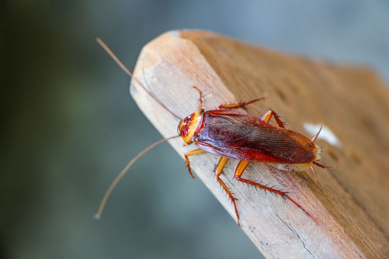 San Antonio Zoo will let you name a cockroach after an ex and feed