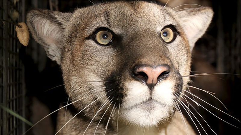 Another California mountain lion likely killed by a vehicle, authorities say | CNN