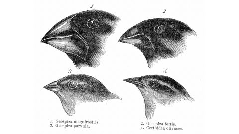 An illustration showing the variation in beak size of four of the species of finch observed by Chalres Darwin on the Galapagos Islands. The study of the fauna of the Islands contributed to Darwin's theory of evolution. 