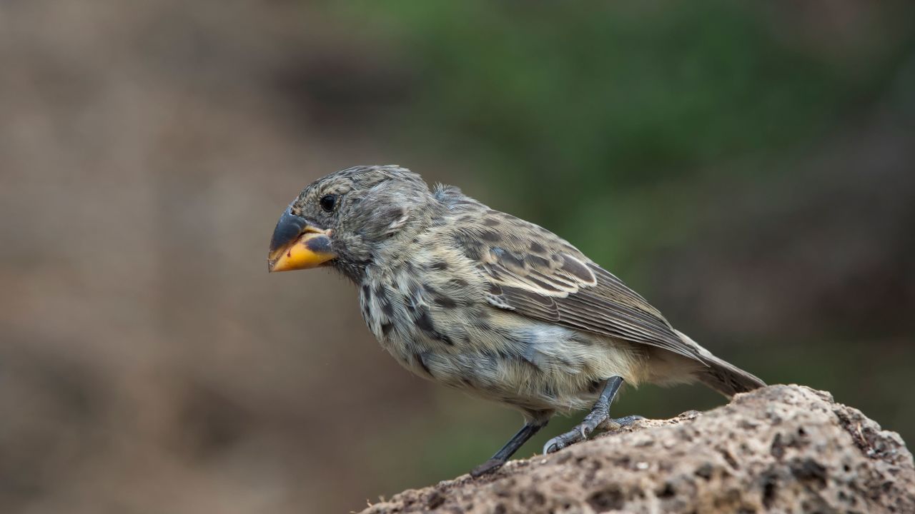 The Galapagos medium ground finch (Geospiza fortis) is one of the species that helped Dolph Schluter of the University of British Columbia formulate his ideas on how new species form. 