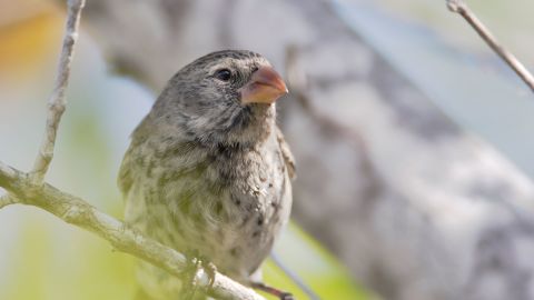 The small ground finch (Geospiza fuliginosa), another one of the species studied by Schluter, is shown on a branch, Urbina Bay, Isabela, Galapagos Islands.