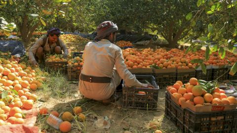 Petani Yaman menumpuk jeruk yang baru dipetik ke dalam peti selama musim panen di sebuah ladang di pinggiran kota Marib, timur laut Yaman, pada 29 Januari. 