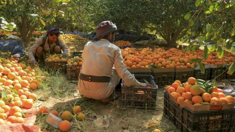 Yemeni farmers stack freshly picked oranges into crates during harvest season in a field on the outskirts of Yemen's northeastern city of Marib, on January 29.