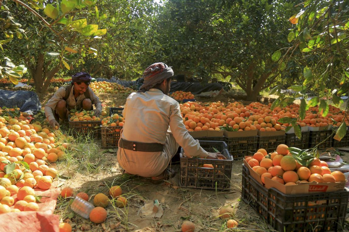 Yemeni farmers stack freshly picked oranges into crates during harvest season in a field on the outskirts of Yemen's northeastern city of Marib, on January 29. 