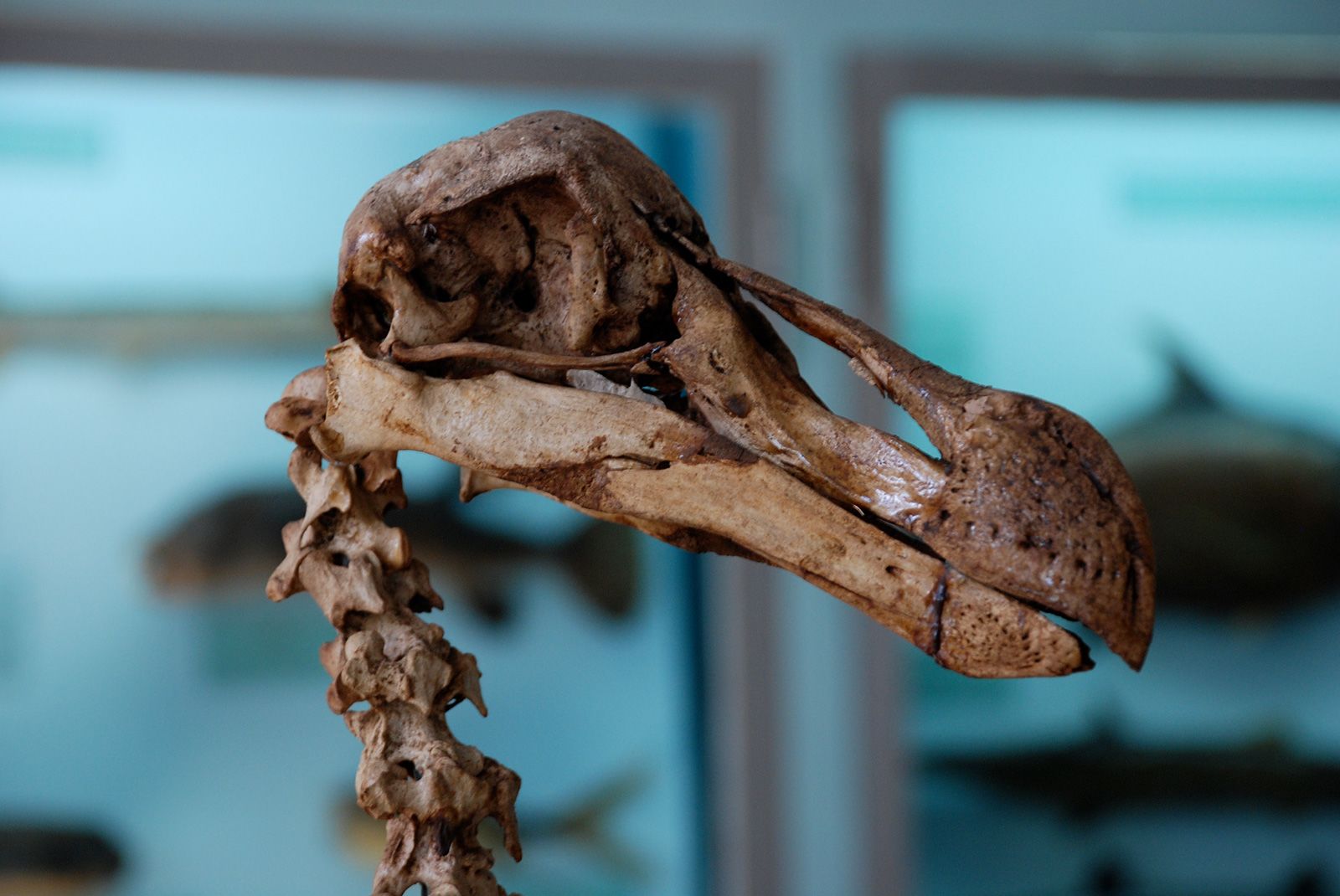 Dodo whodunit: Feathered creature died from shotgun blast to head