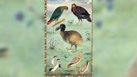 Der Dodo wird oft als fett und unbeholfen dargestellt.  Diese Illustration des Mughal-Künstlers Ustad Mansur aus der Zeit um 1625 gilt laut Hume als eine der genauesten. 