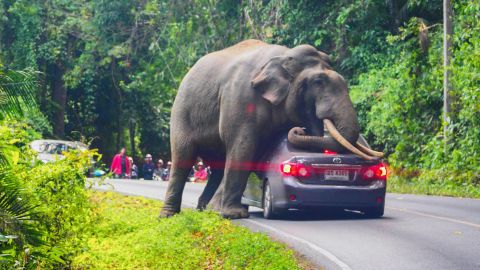 El Parque Nacional Khao Yai alberga hasta 200 elefantes salvajes, según los funcionarios del parque.   