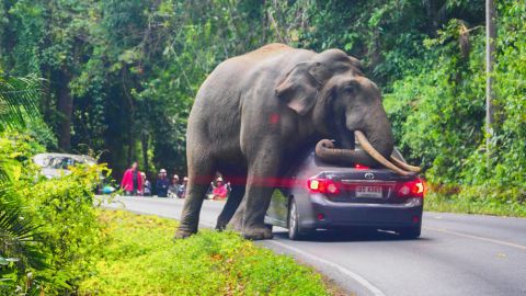 Khao Yai National Park is home to as many as 200 wild elephants, according to park officials.