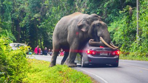 Khao Yai National Park is home to as many as 200 wild elephants, according to park officials. 