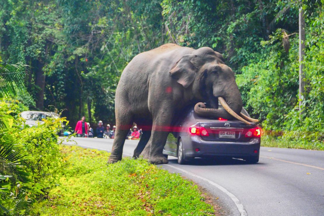 Khao Yai National Park is home to as many as 200 wild elephants, according to park officials.   