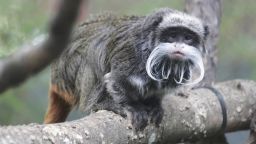 This photo provided by the Dallas Zoo shows an emperor tamarins that lives at the zoo. Two monkeys were taken from the Dallas Zoo on Monday, Jan. 30, 2023, police said, the latest in a string of odd incidents at the attraction being investigated. The emperor tamarins in this photo is not one of the two monkeys involved in the incident. (Dallas Zoo via AP)