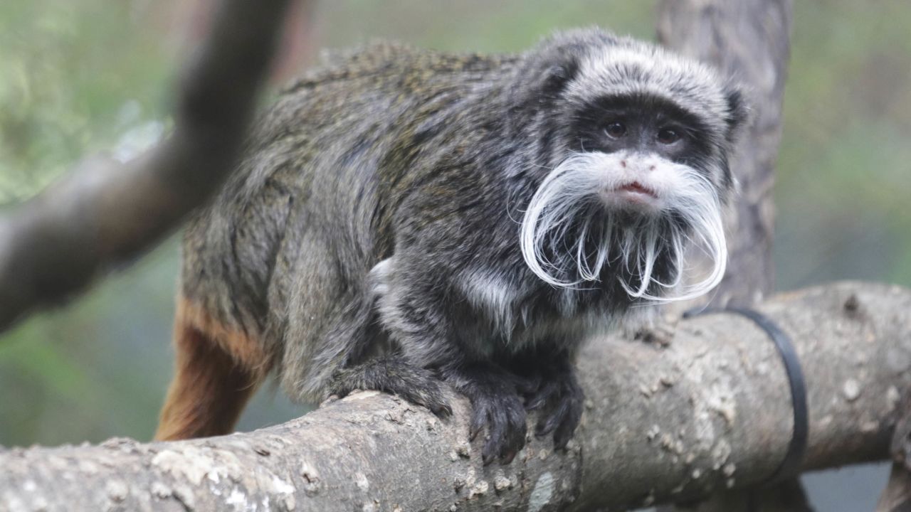 This photo provided by the Dallas Zoo shows an emperor tamarin monkey that lives at the zoo. 