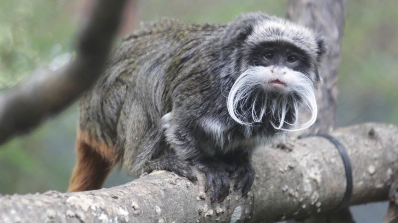 Dallas Zoo believes 2 of its monkeys were stolen after their habitat was 'intentionally compromised.'