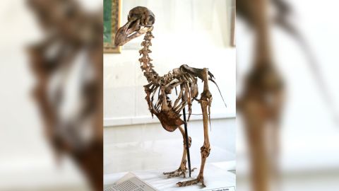 Скелет на додо, изложен в музей в Мавриций. 