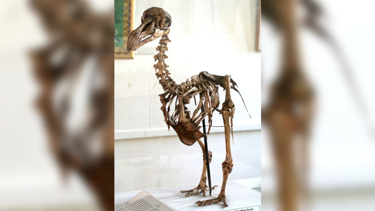 A dodo skeleton on display at a museum in Mauritius. 