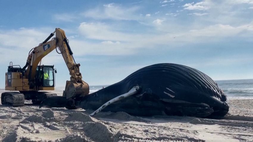 humpback whale new york