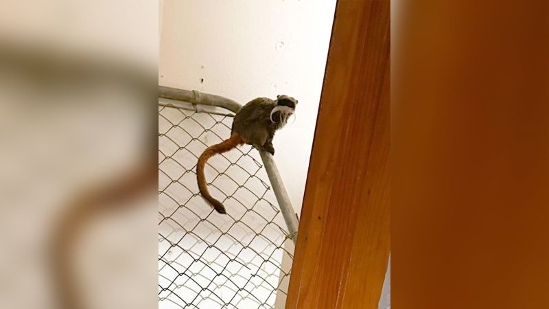 Suspect In Theft Of Dallas Zoo Tamarin Monkeys Is Indicted On Felony ...