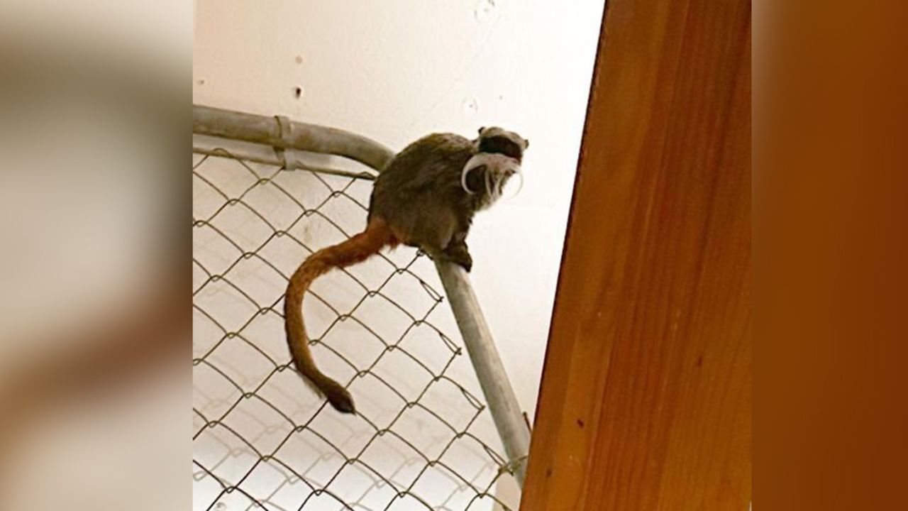 A police photo shows one of two tamarin monkeys that were found in a Dallas-area home in late January after disappearing from the Dallas Zoo. 
