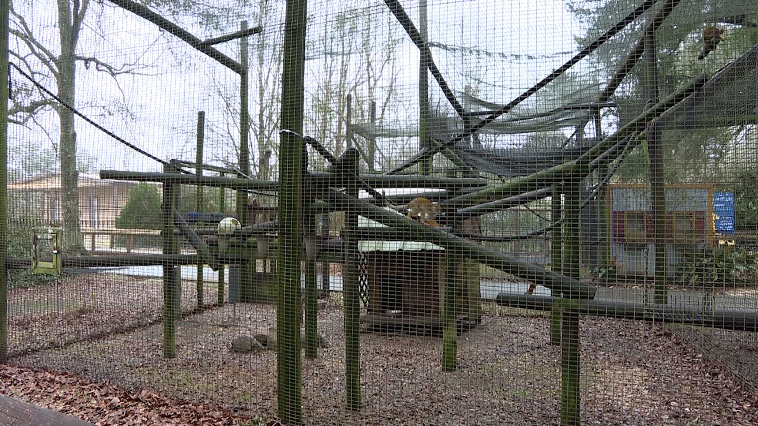 12 monkeys missing from Louisiana zoo as search for thief continues - ABC  News