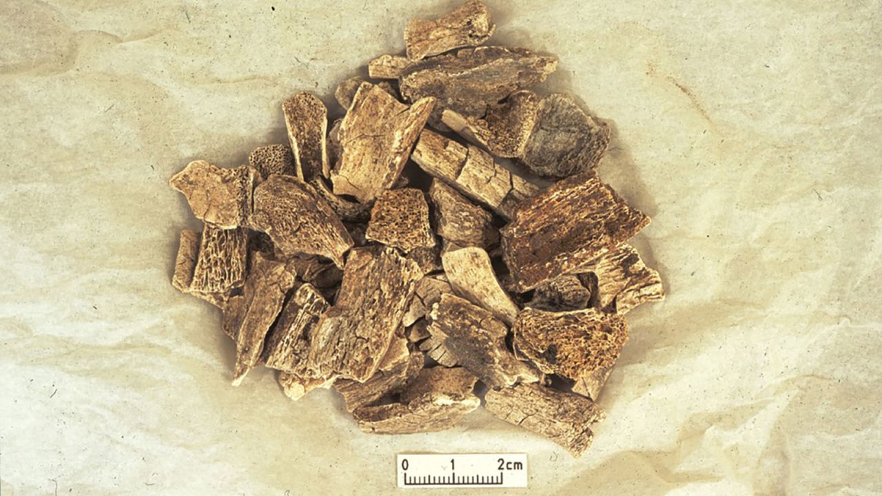 Cremated animal and human bones were found on the same pyre.
