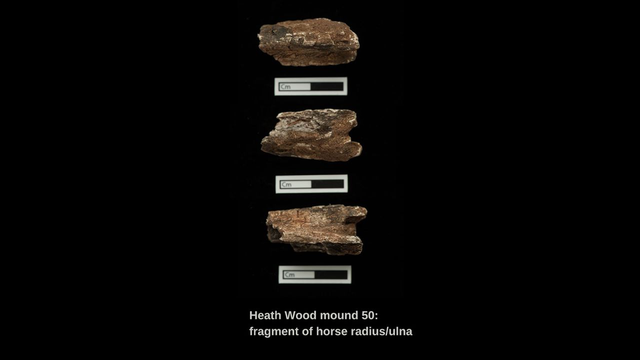 Horse bones found at Heath Wood had Scandinavian origins.