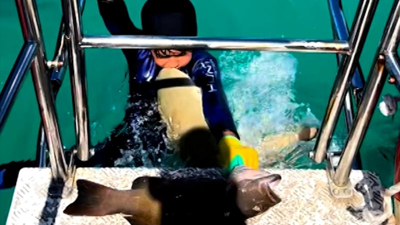 Watch: Australian 8-year-old boy escapes shark attack | CNN