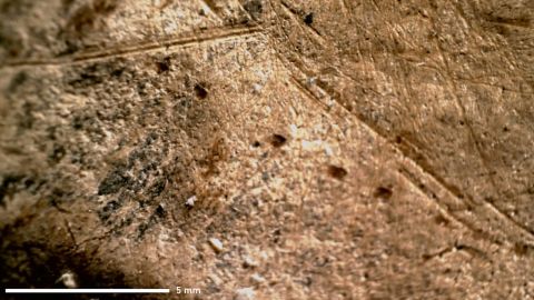 Cut marks connected the elephant bones, which belonged to astir 70 individuals, were systematic.