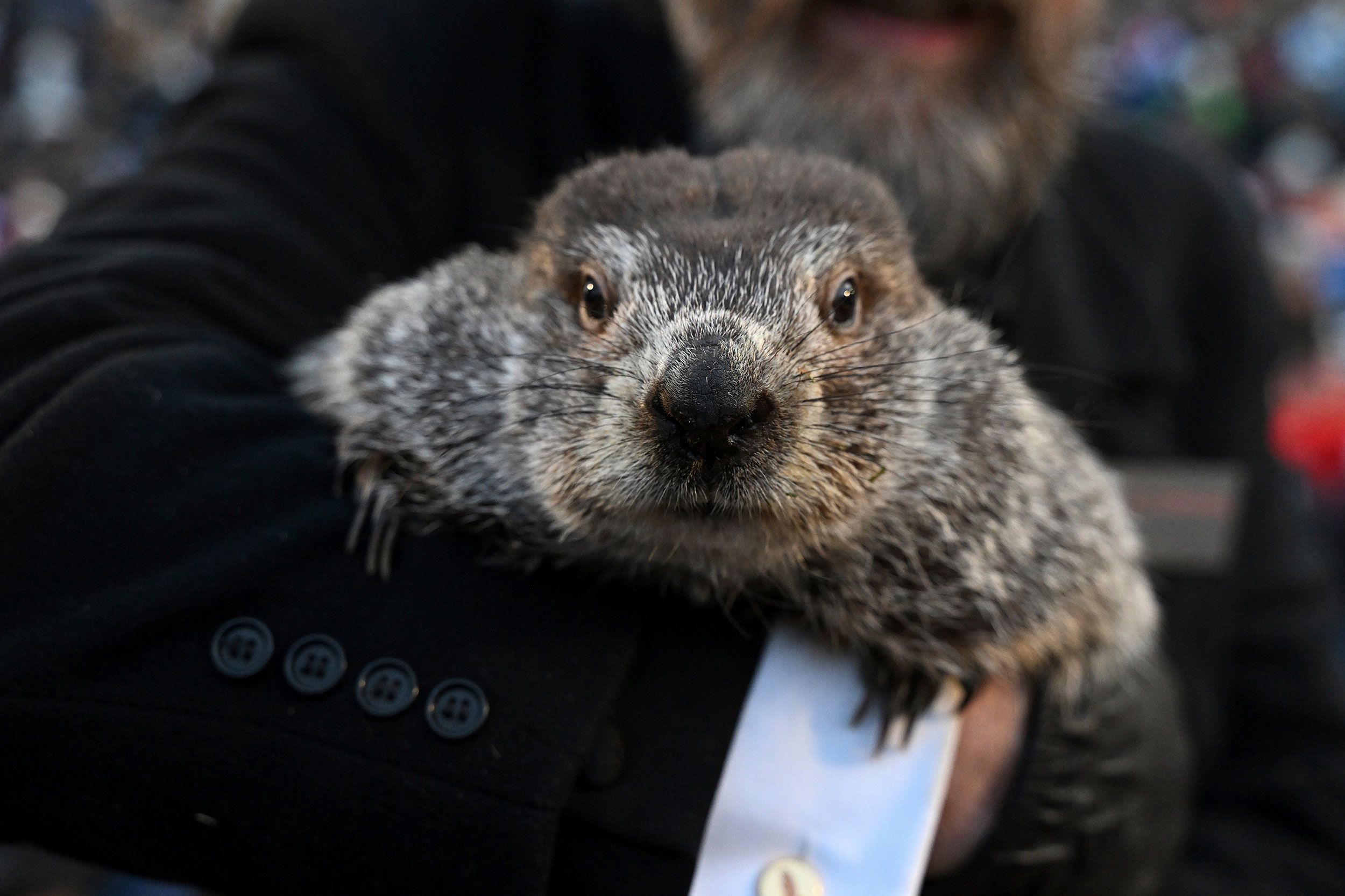 Groundhog Day 2024 Results Cnn Today - Andie Blancha